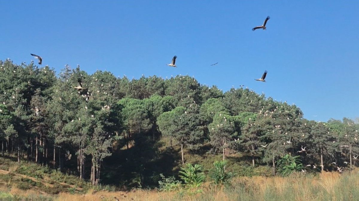 istanbul semalarinda kartpostallik goruntu leylekler gocte 0 NK7Iqs3e