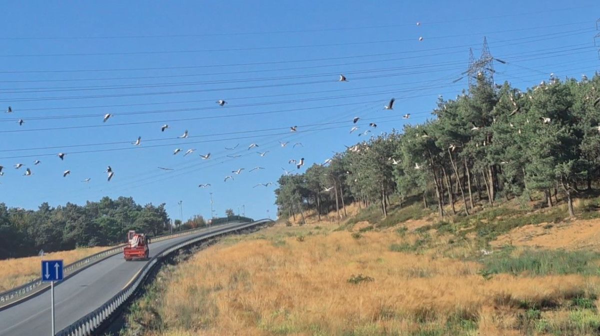 istanbul semalarinda kartpostallik goruntu leylekler gocte 3 5vzl2ELY
