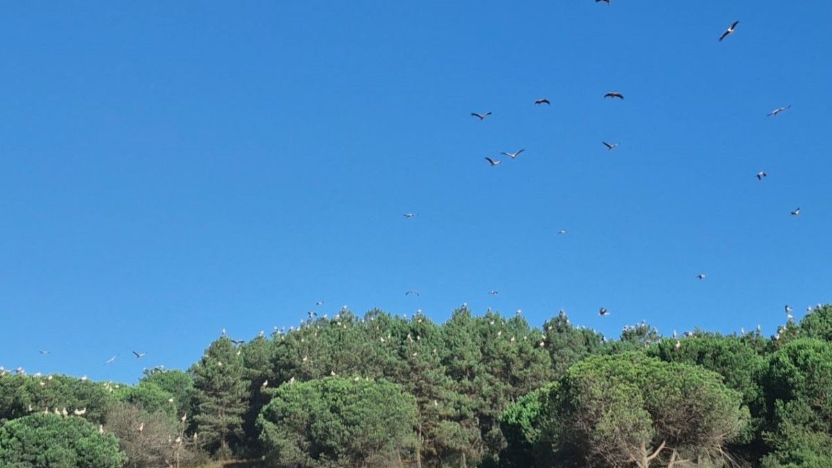 istanbul semalarinda kartpostallik goruntu leylekler gocte 4 gaXLBgAE