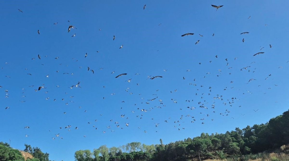 istanbul semalarinda kartpostallik goruntu leylekler gocte 5 yUXeJtTy