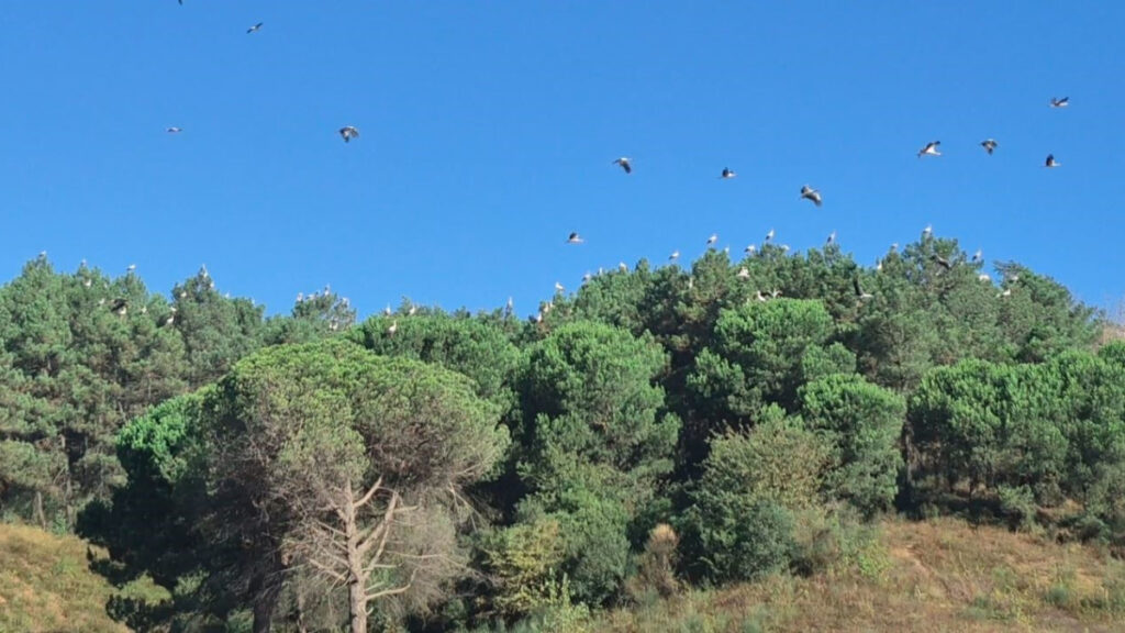 istanbul semalarinda kartpostallik goruntu leylekler gocte bTFWAl1Y