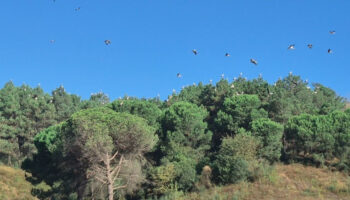 istanbul semalarinda kartpostallik goruntu leylekler gocte bTFWAl1Y