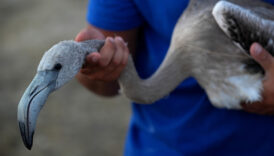 izmirdeki 650 yavru flamingo halkalandi JubAT6t4