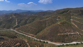 izmirdeki yangindan sonra dikilen fidanlar 6 yil aradan sonra 2 metreye ulasti dggsi6K2