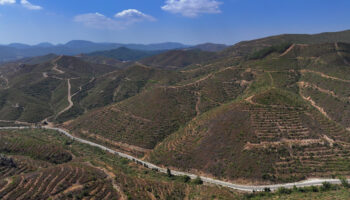 izmirdeki yangindan sonra dikilen fidanlar 6 yil aradan sonra 2 metreye ulasti dggsi6K2