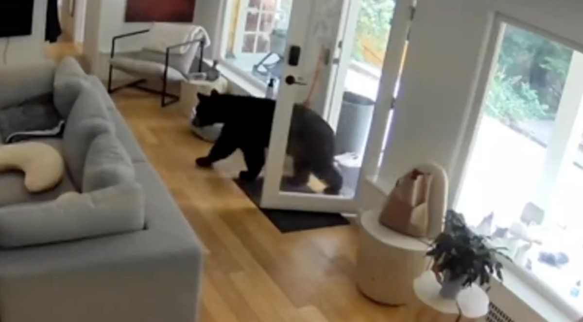 kanadada kucuk kopekten buyuk cesaret eve giren ayiyi korkutup kacirdi 0 KKRWeYgn