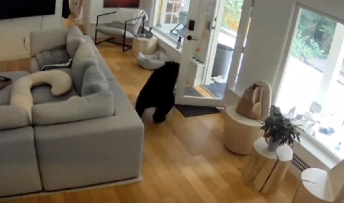 kanadada kucuk kopekten buyuk cesaret eve giren ayiyi korkutup kacirdi 1 vNduyEJ7