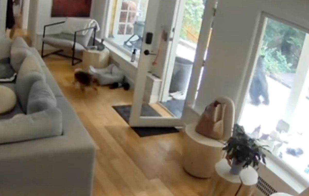 kanadada kucuk kopekten buyuk cesaret eve giren ayiyi korkutup kacirdi 2 wDYHlOMh