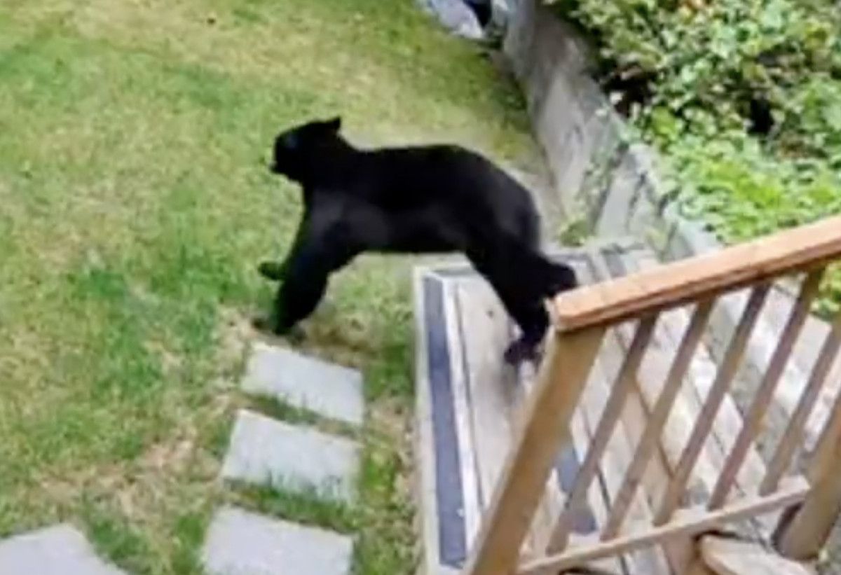 kanadada kucuk kopekten buyuk cesaret eve giren ayiyi korkutup kacirdi 4