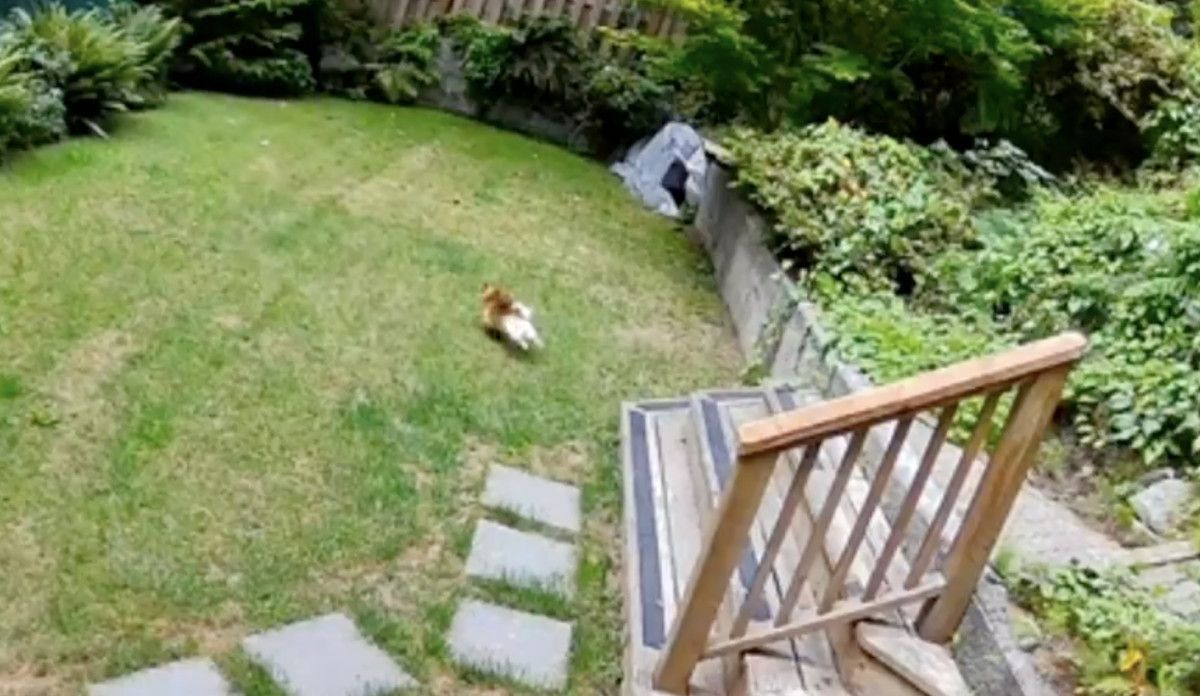 kanadada kucuk kopekten buyuk cesaret eve giren ayiyi korkutup kacirdi 5 XnqG3SLu