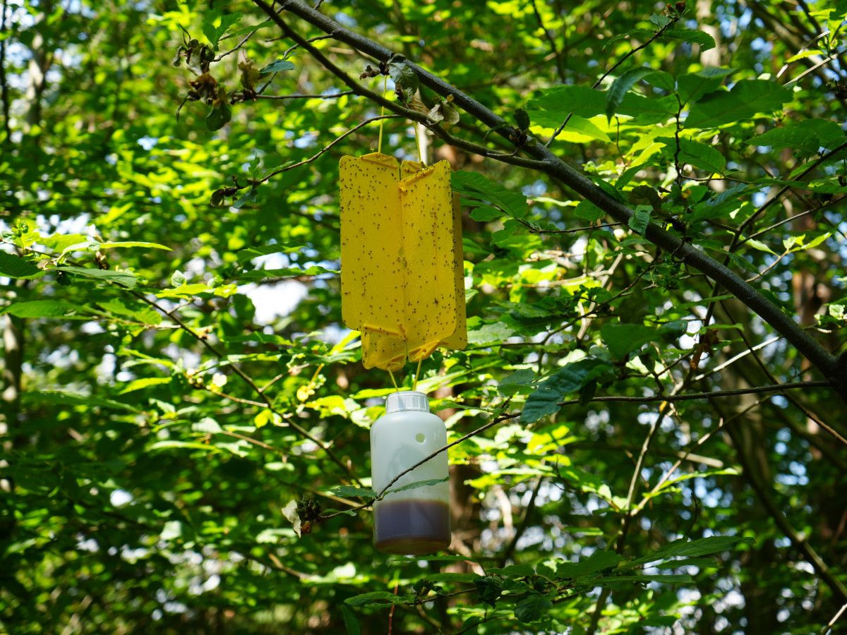 kastamonuda kestane bali uretim sezonu bitti verim dustu 0 DHPzcBae