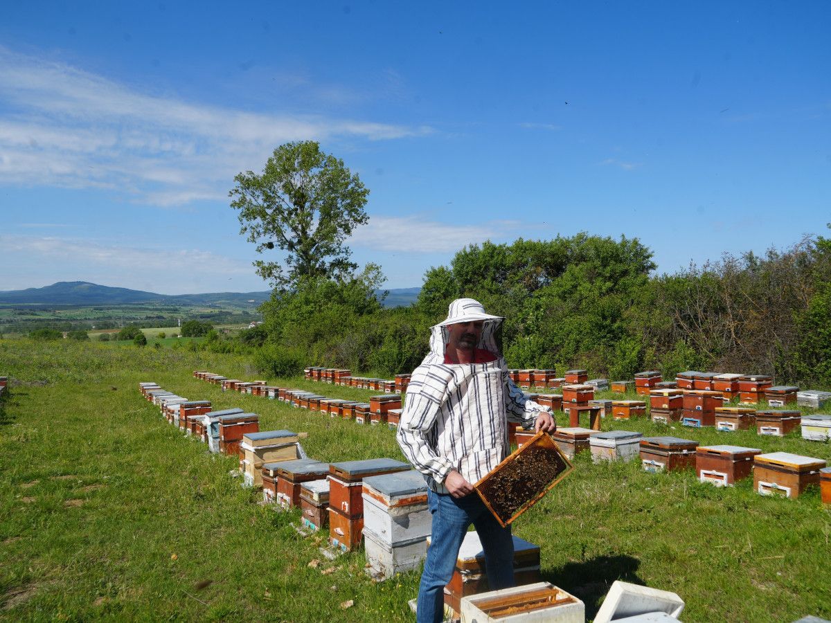 kastamonuda kestane bali uretim sezonu bitti verim dustu 1 KnGwnXag