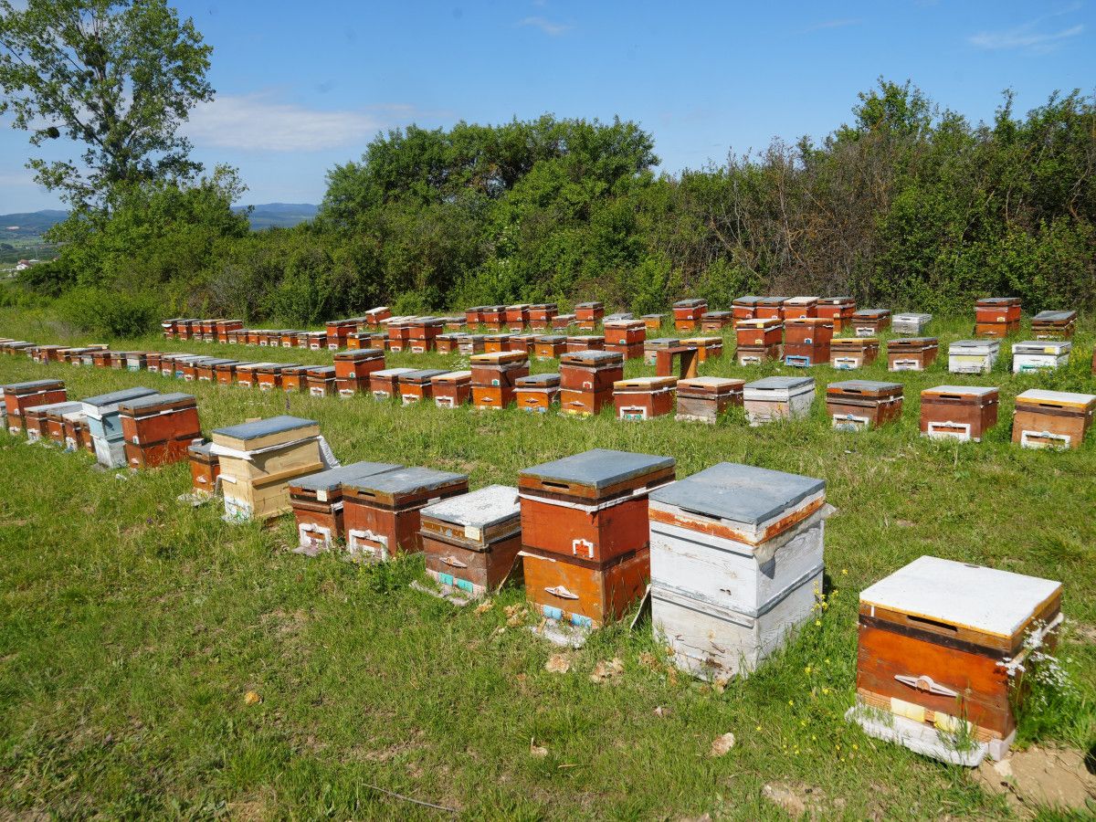 kastamonuda kestane bali uretim sezonu bitti verim dustu 3 r9ng76sG