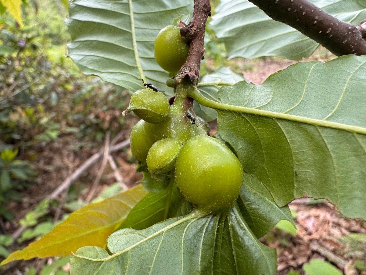 kastamonuda kestane bali uretim sezonu bitti verim dustu 4 ljcUlvYm