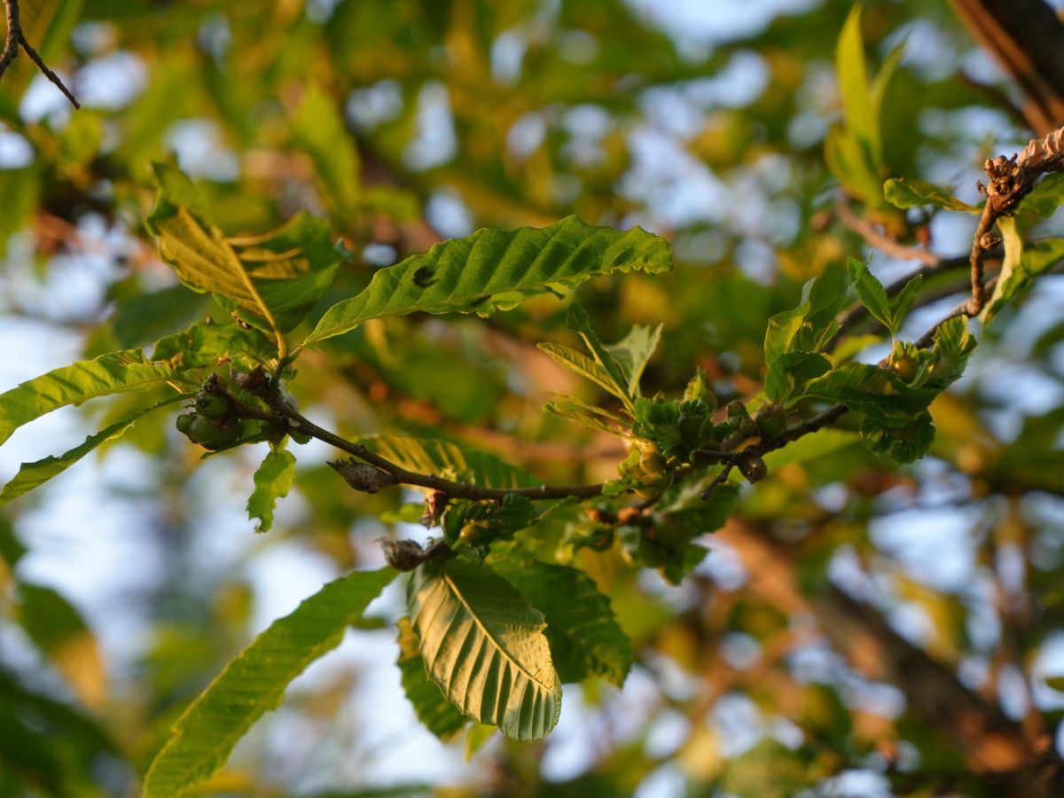 kastamonuda kestane bali uretim sezonu bitti verim dustu 5 rKb3cgBf