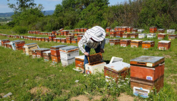 kastamonuda kestane bali uretim sezonu bitti verim dustu AEyNOUzD