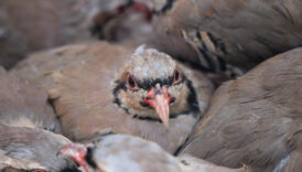 kenelere karsi mucadele suruyor 1 milyona yakin keklik dogaya salindi Vy2XY4Ga