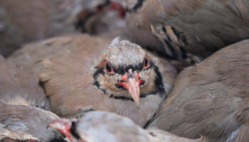 kenelere karsi mucadele suruyor 1 milyona yakin keklik dogaya salindi Vy2XY4Ga