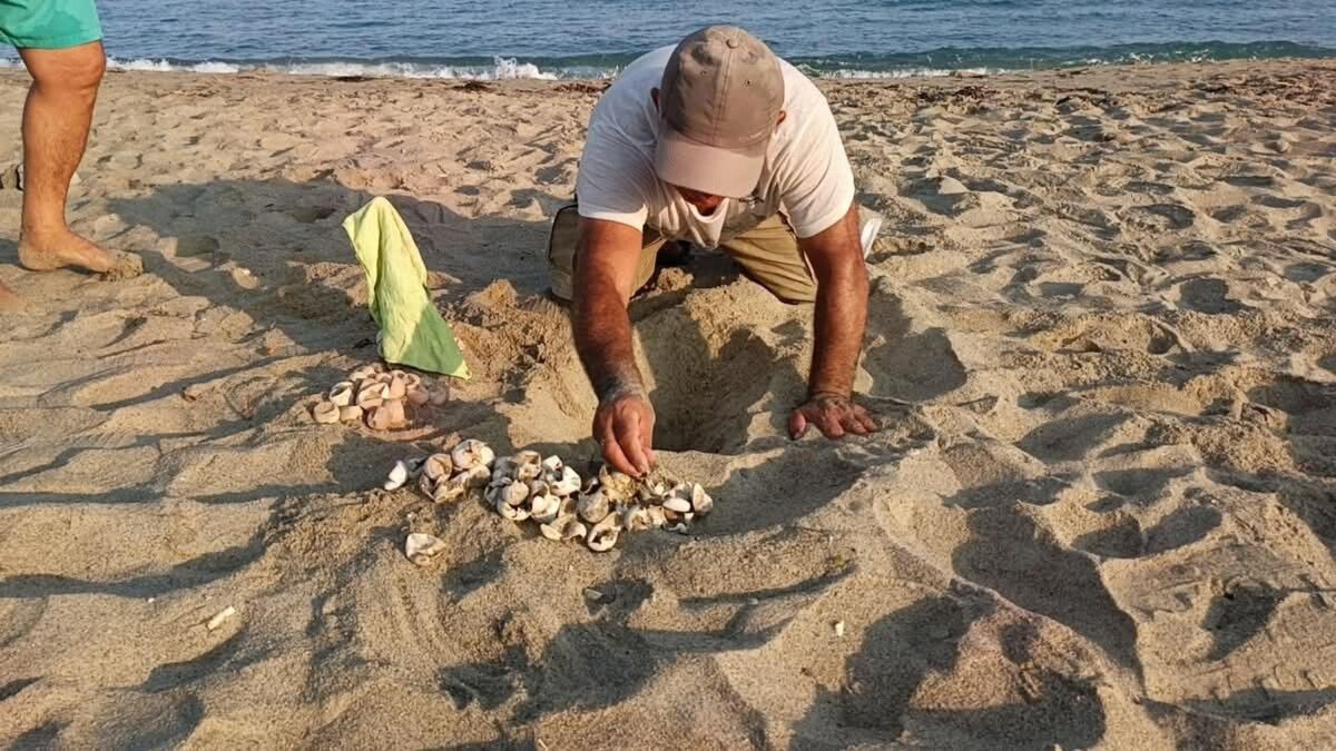 kusadasinda yilin ilk caretta caretta yavrulari surpriz yuvadan cikti 3 eJ8TeKEd