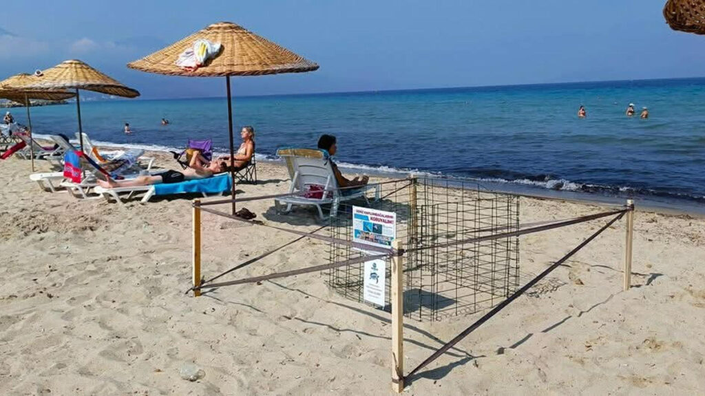 kusadasinda yilin ilk caretta caretta yavrulari surpriz yuvadan cikti UpTGZZYp