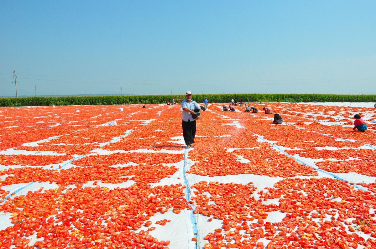 manisada kurutulan domatesler avrupa ulkelerine ihrac ediliyor 1 Zs8EI1tV