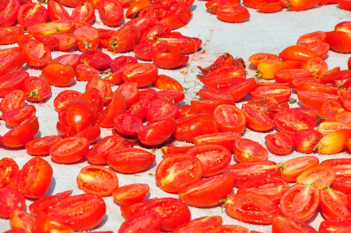 manisada kurutulan domatesler avrupa ulkelerine ihrac ediliyor 2 fhZyk54w