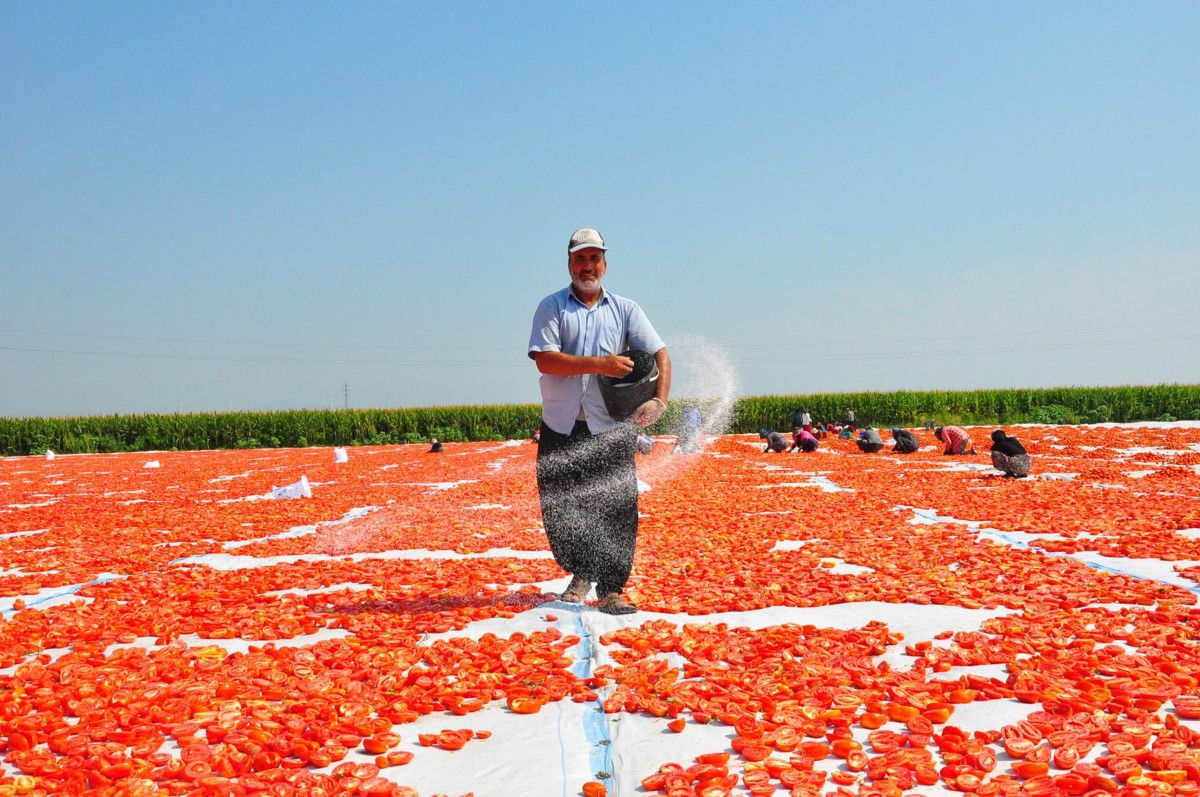 manisada kurutulan domatesler avrupa ulkelerine ihrac ediliyor 3 qpMhBrHk