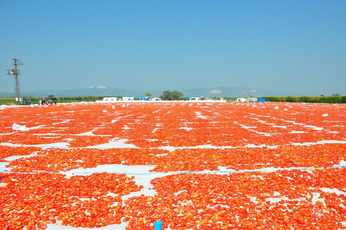 manisada kurutulan domatesler avrupa ulkelerine ihrac ediliyor 5 wtEruYOb