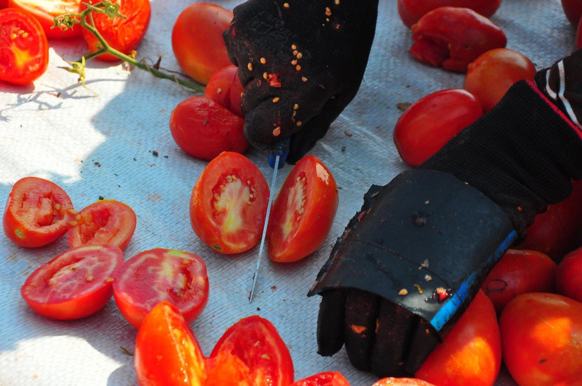 manisada kurutulan domatesler avrupa ulkelerine ihrac ediliyor 6