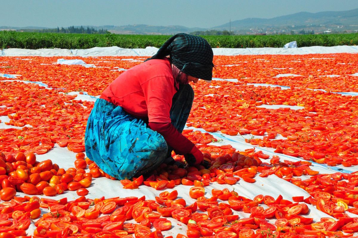 manisada kurutulan domatesler avrupa ulkelerine ihrac ediliyor 7 emJIuC29
