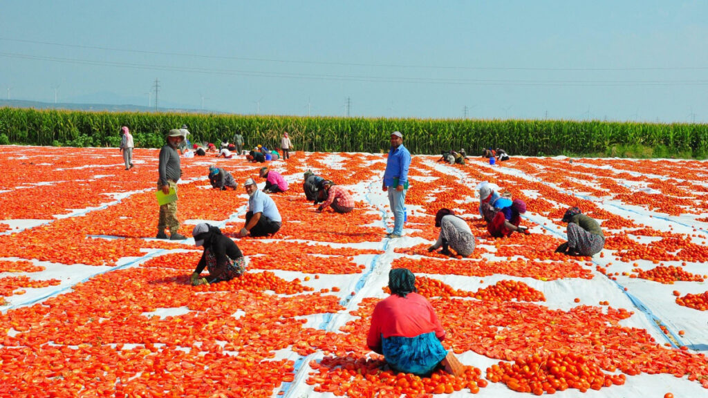 manisada kurutulan domatesler avrupa ulkelerine ihrac ediliyor WwGArWOG