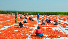 manisada kurutulan domatesler avrupa ulkelerine ihrac ediliyor WwGArWOG