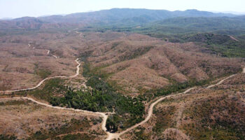 marmaristeki yanginlar sonrasi doga yeniden can buluyor BlH8IBzS