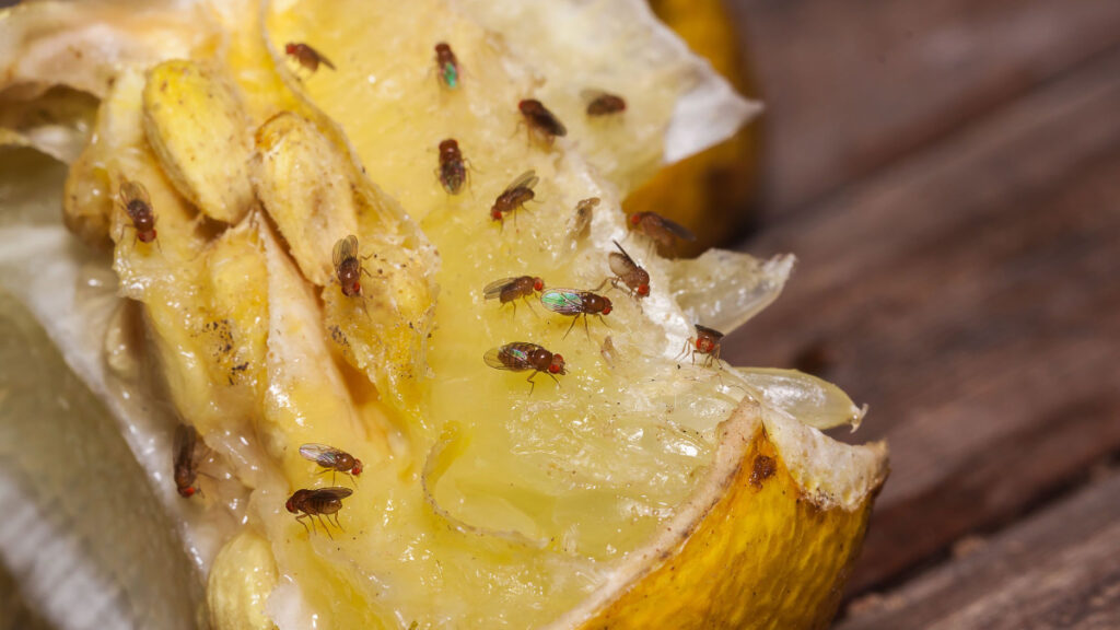 meyvenin yanina birakin asla sinek gelmiyor 95R88Ntt