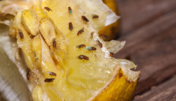 meyvenin yanina birakin asla sinek gelmiyor 95R88Ntt