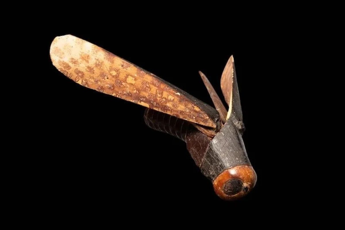 mezarda bulunmustu dunyanin en degerli cekirgesi 450 bin dolara satildi 0