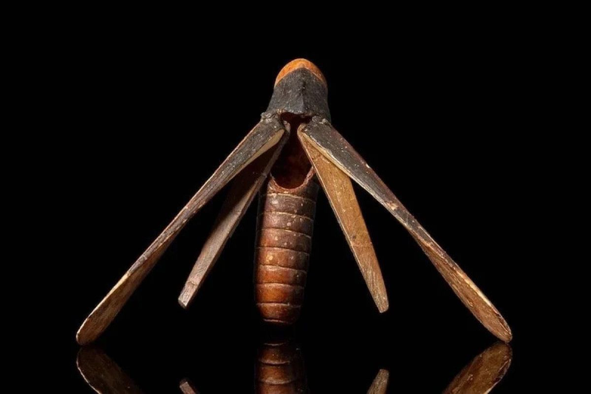 mezarda bulunmustu dunyanin en degerli cekirgesi 450 bin dolara satildi 1 cWiJ5MXb