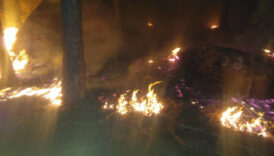 muglada orman yangini dXjKACXg