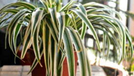 ne nem birakiyor ne rutubet bu cicegi eve alan rahat ediyor 2SW1a8m6