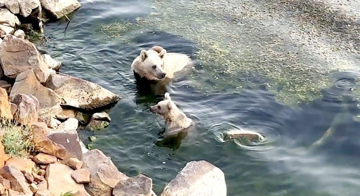 nemrut kalderasinda ayilar hem yuzdu hem piknikcilere misafir oldu 0 iSdsTYNK