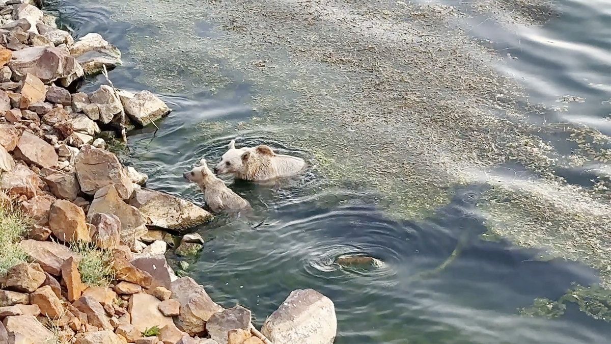 nemrut kalderasinda ayilar hem yuzdu hem piknikcilere misafir oldu 2 enBAXbcp