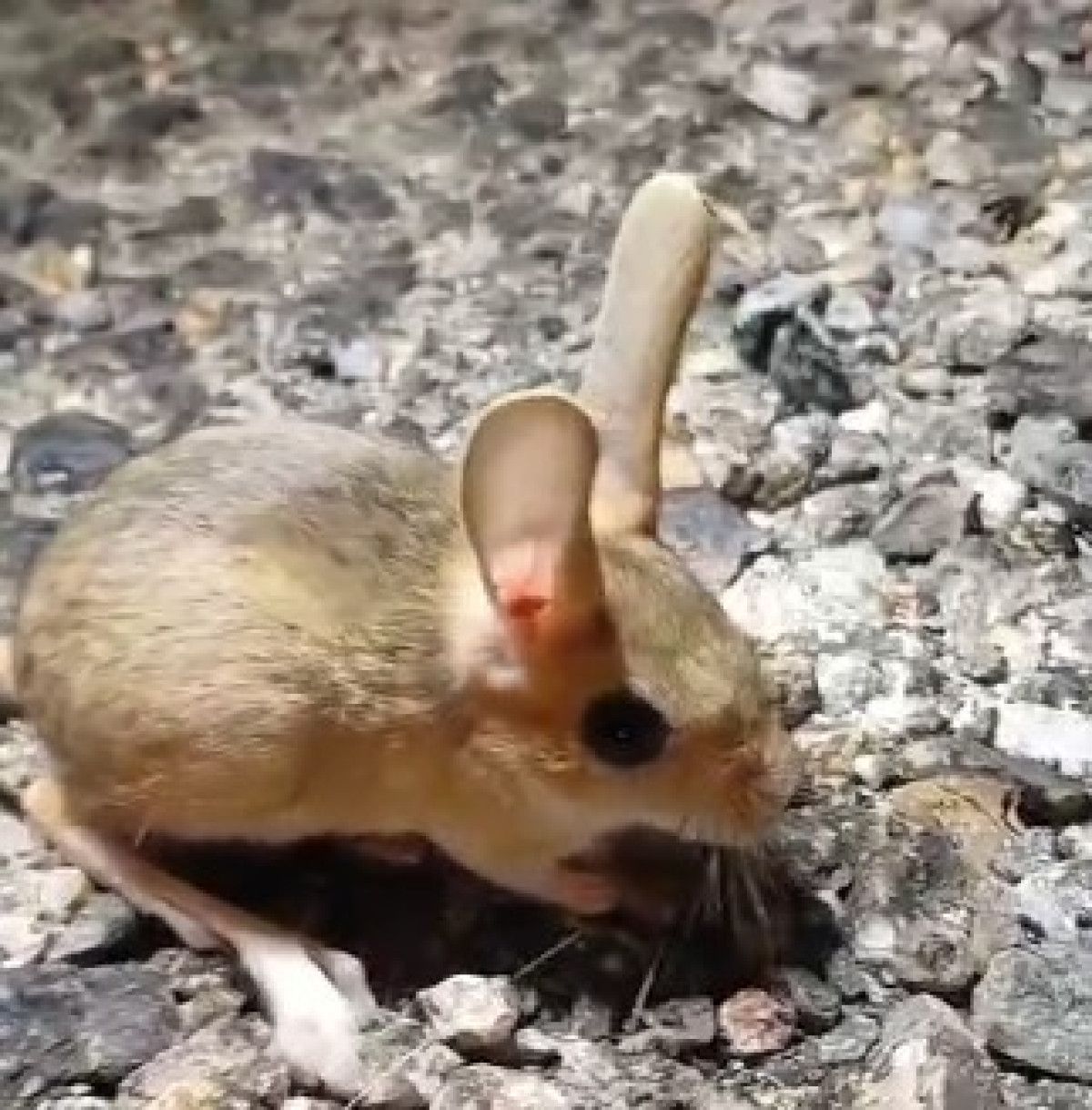 nesli tukenmekte olup kirmizi listede yer alan arap tavsani tuncelide goruntulendi 0