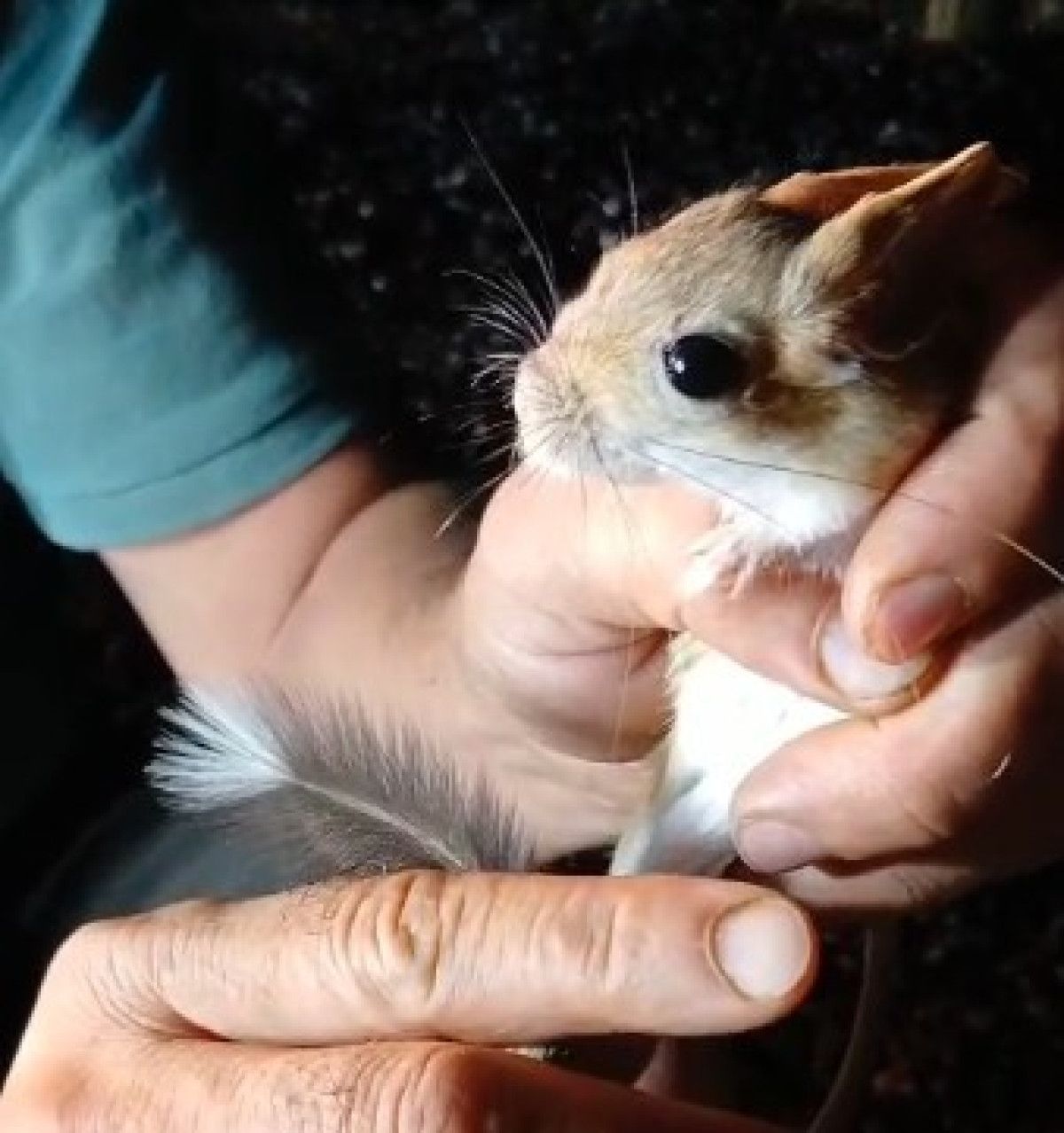 nesli tukenmekte olup kirmizi listede yer alan arap tavsani tuncelide goruntulendi 1 rnGUJUt3