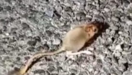 nesli tukenmekte olup kirmizi listede yer alan arap tavsani tuncelide goruntulendi JmNrzxHu