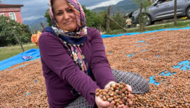 orduda findik ureticileri hasat sonrasi kurutma mesaisinde 54LZW8RL