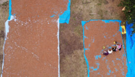 orduda findik ureticilerinin zorlu mesaisi Z3WmUWqZ