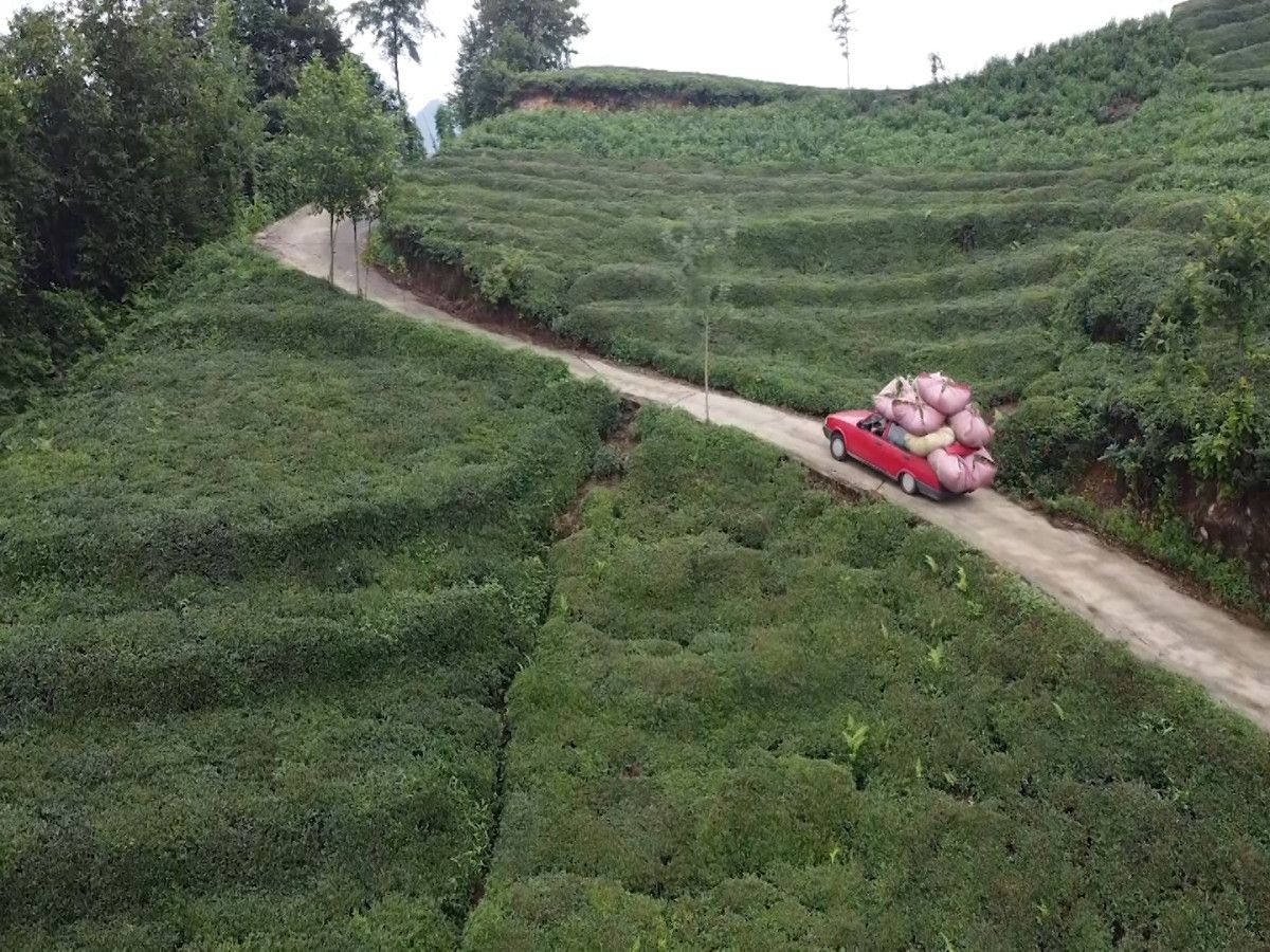 rizeliler cay tasimak icin yeni yontem gelistirdi 3 gAfzifZh