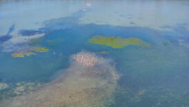 sicakliklar artinca istilaci yosunlar kitalari asti 9aBRzBlc