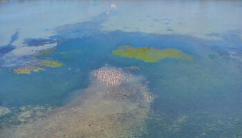 sicakliklar artinca istilaci yosunlar kitalari asti 9aBRzBlc