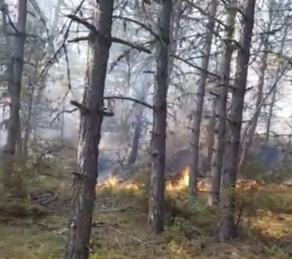 sinopta orman yangini panigi 1 qdmhYmFe